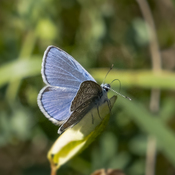 Northern Blue Butterfly