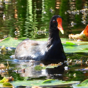 An adult Common Gallinule