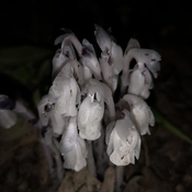 Ghost Flowers