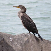 Port Stanley cormorant
