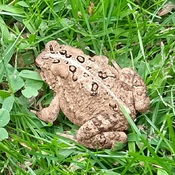 Toad dining on ants.