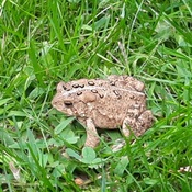 toad looking for ants.