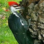 Giant woodpecker