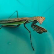 Large Praying Mantis