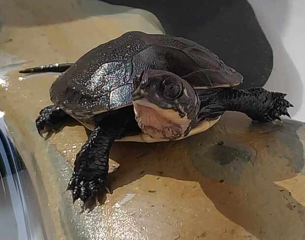 a Blandings Turtle hatchling. Penetanguishene, ON