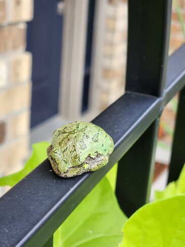 Tree Frog Lambeth, ON