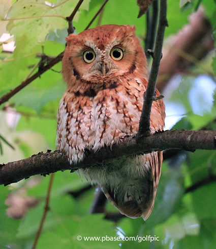 Red screech owl in Ottawa Ottawa, ON