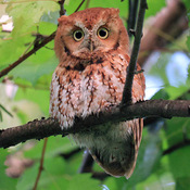 Red screech owl in Ottawa