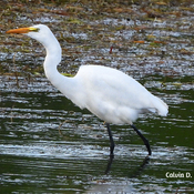 Great Egret at Long Sault Parkway
