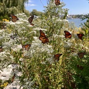Monarchs on the shores of lake Ontario