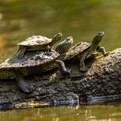 Stack of Turtles