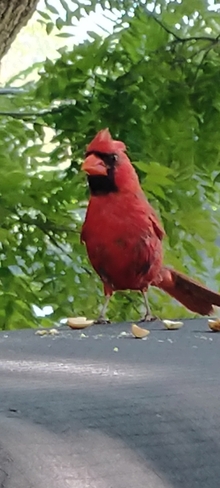 Happy Cardinal?? Carleton Place, ON