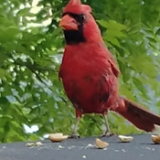 Happy Cardinal??
