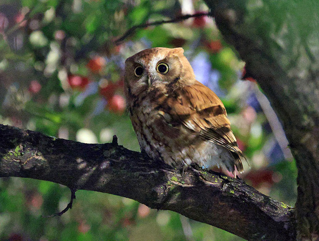 Screech Owl by street light Ottawa, ON