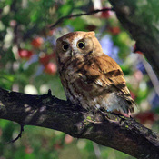 Screech Owl by street light