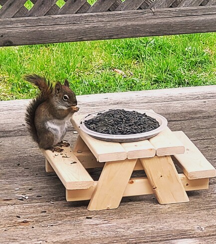 Squirrel having a snack Manotick, Ontario