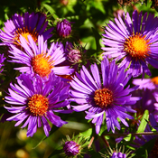 Wild Fall Asters