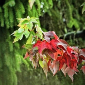 Leaves on Fall
