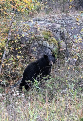 Black Bear by Beresford Bissett, MB