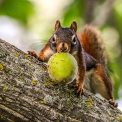 Harvesting nuts