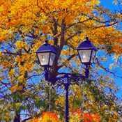 Sept 27 2023 Good morning! The beauty of Fall - Richmond Hill Toronto Iris Chong