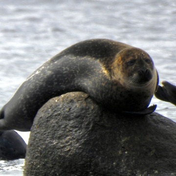 Mr Seal