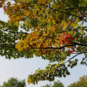 Le début des couleurs d'automne jg