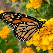 Monarchs on African Marigolds
