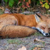Fox napping