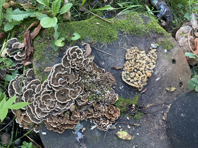 World of fungi North Bay, Ontario, CA