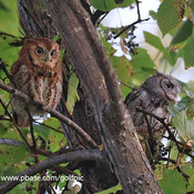 Two screech owls together