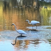 Great White Egrets fishing Humber River