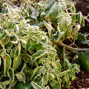 Frosted Overnight