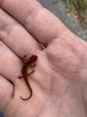 Mini salamandre Saint-Barthélemy, Québec | J0K 1X0