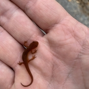 Mini salamandre