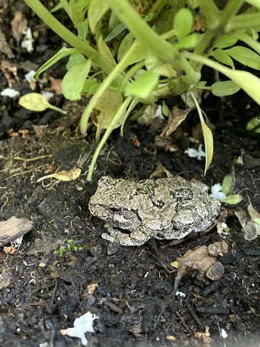 Little tree frog Waterloo, Ontario, CA