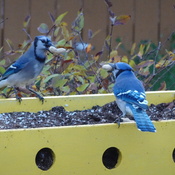 Two Hungry Blue Jays