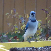 Two Hungry Blue Jays