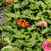 Late season Monarch Butterfly