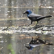 Having a Grackle of a time