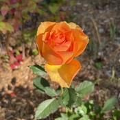 Last rose of the season!