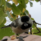 Chickadee fattening up for the winter