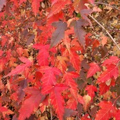 Gorgeous fall colours