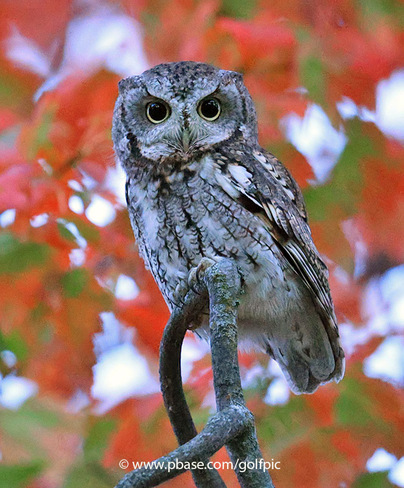 Beautiful Owl Tonight Ottawa, ON