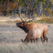 Waterton Lakes National Park Wildlife, Alberta