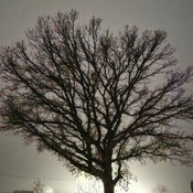 Oak In the Mist