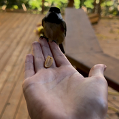 Hand feeding my chickadee!