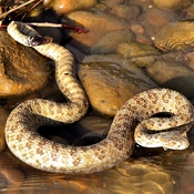 young rattle snake