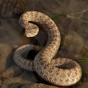 young rattle snake