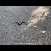 Garter Snake on the trails